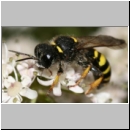 Crabro cribrarius - Grabwespe w01 14mm.jpg